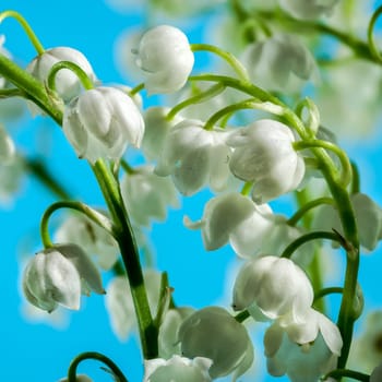 Beautiful blooming white Lily of the valley flower isolated on a blue background. Flower head close-up.