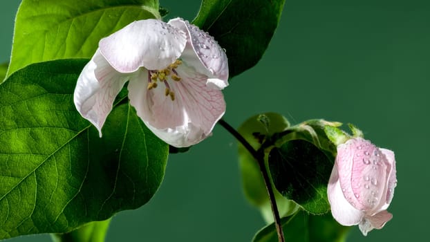 Beautiful white Quince tree flower blossom on a green background. Flower head close-up.