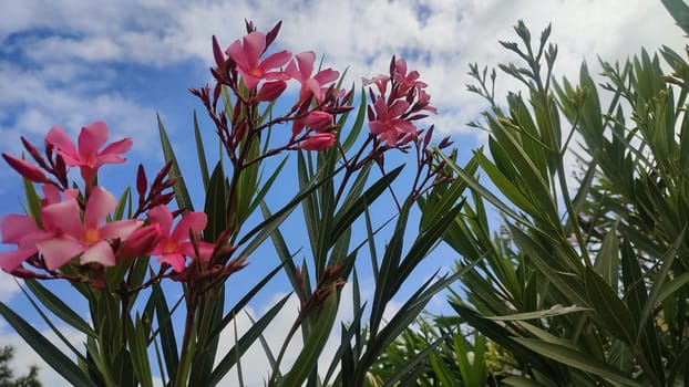 nature, green bush with pink beautiful flowers, sky and clouds. High quality photo