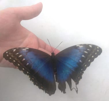 Rare Tropical Butterfly Sits on a Woman Hand. Black and Blue Beautiful Fragile Butterfly on Woman Fingers Create Harmony of Nature. Beauty Magic Close-up.