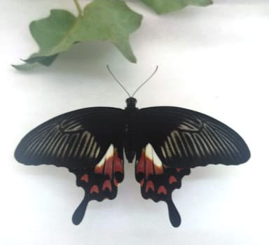 Rare Tropical Butterfly Sits on a White Wall. Black and Red Beautiful Fragile Butterfly with Green Leaves Create Harmony of Nature. Beauty Magic Close-up.