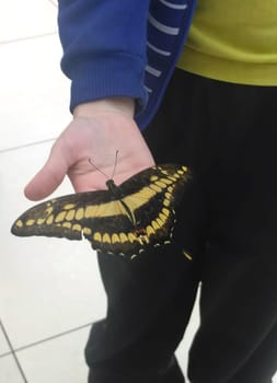Rare Tropical Butterfly Sits on a Childs Hand. Black and Yellow Beautiful Fragile Butterfly on Boys Fingers Create Harmony of Nature. Beauty Magic Close-up.