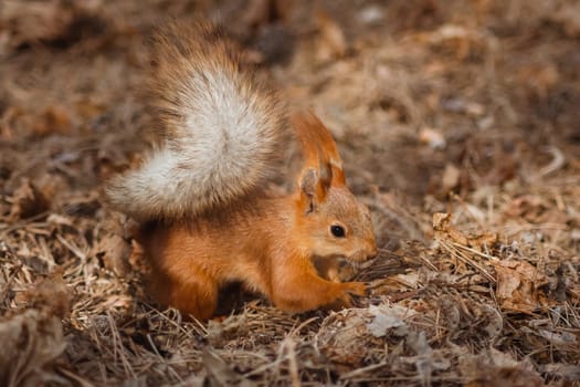 A curious red squirrel is looking for food among the fallen leaves. Wild animals in their natural habitat