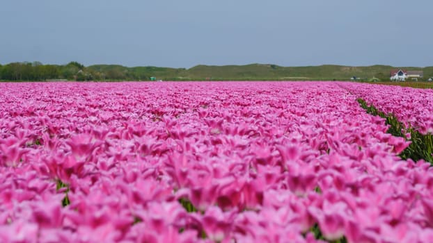 A vibrant field of pink tulips creates a picturesque scene under a cloudy sky in Texel, Netherlands.