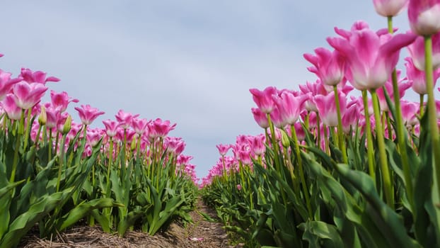 A breathtaking field of pink tulips in Texel, Netherlands, bathed in sunlight and swaying gently in the breeze.