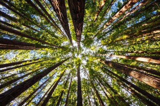 The tranquil Cement Creek Redwood Forest near Warburton in Victoria, Australia