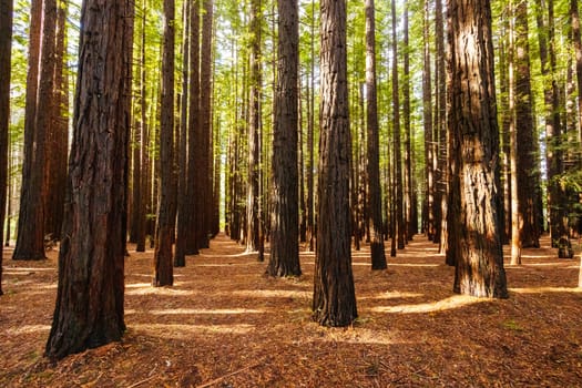 The tranquil Cement Creek Redwood Forest near Warburton in Victoria, Australia