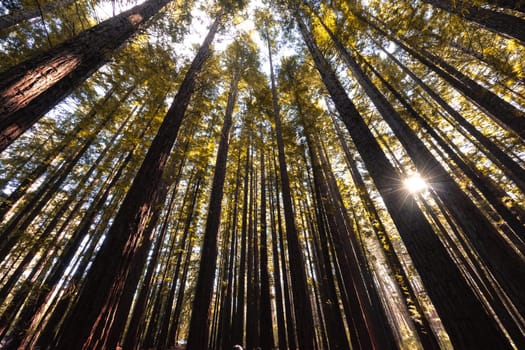 The tranquil Cement Creek Redwood Forest near Warburton in Victoria, Australia