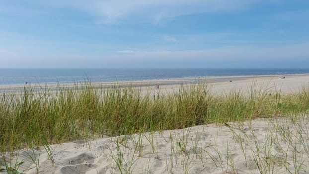 Golden sand dunes and lush green grass sway gently under the suns warm rays on the peaceful beaches of Texel, Netherlands.