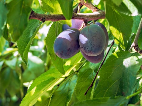 Prune plums on a brench. Ripen blue plums growing among the leaves.