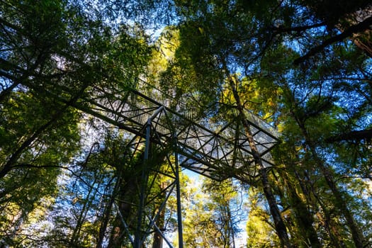 The stunning public Rainforest Gallery on the slopes of Mt Donna Buang near Warburton Victoria, Australia