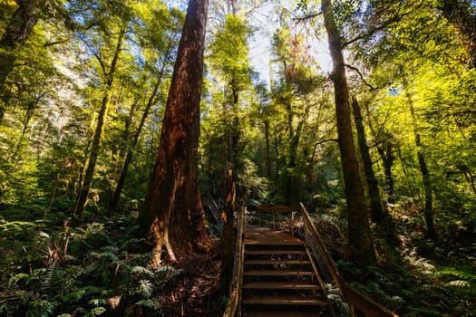 The stunning public Rainforest Gallery on the slopes of Mt Donna Buang near Warburton Victoria, Australia