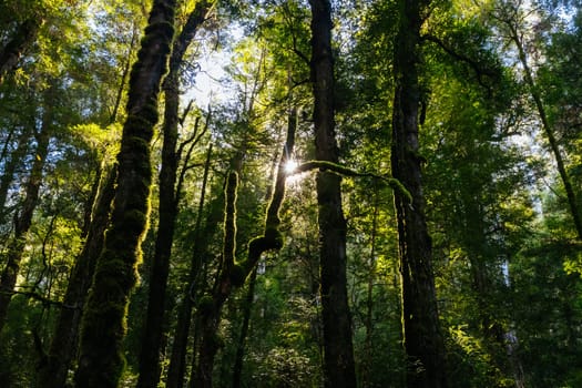 The stunning public Rainforest Gallery on the slopes of Mt Donna Buang near Warburton Victoria, Australia