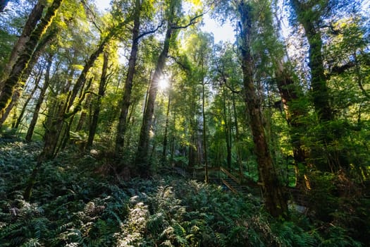 The stunning public Rainforest Gallery on the slopes of Mt Donna Buang near Warburton Victoria, Australia