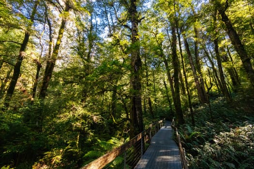 The stunning public Rainforest Gallery on the slopes of Mt Donna Buang near Warburton Victoria, Australia