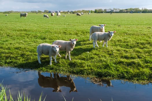 A tranquil scene in Texel, Netherlands, where a group of sheep graze peacefully in a lush green field next to a shimmering pond.