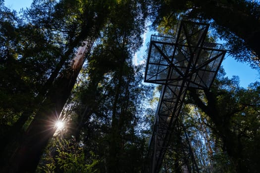 The stunning public Rainforest Gallery on the slopes of Mt Donna Buang near Warburton Victoria, Australia