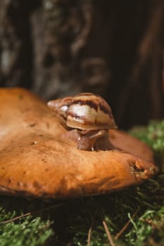 Brown baby snail Achatina on an edible mushroom