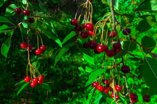 Red and sweet cherries on a branch just before harvest in early summer. High quality photo