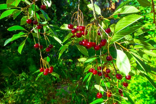 Closeup of Nature view of green leaves and cherry on blurred greenery background in forest. Leave space for letters, Focus on leaf and shallow depth of field. High quality photo