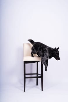 Black White Dog on back brick wall, mudi, a studio shot