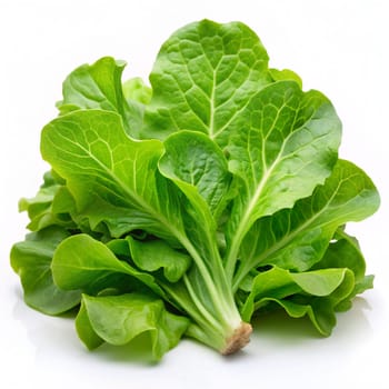 Lettuce leaves isolated on white background. Lettuce salad. Ai generated image