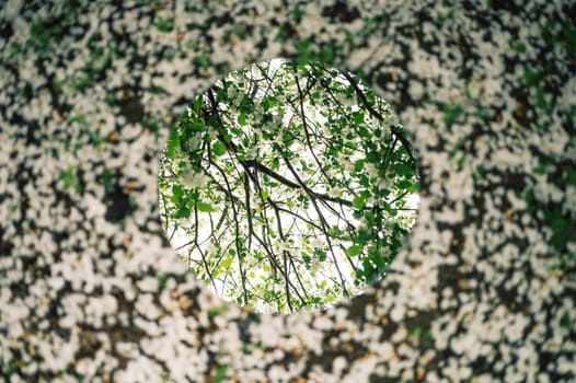 Nature and flora concept - close up of apples tree blossoms reflection in round mirror on ground in a spring garden