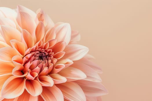 Pink dahlia flower on beige background with copy space for your text in elegant floral composition concept