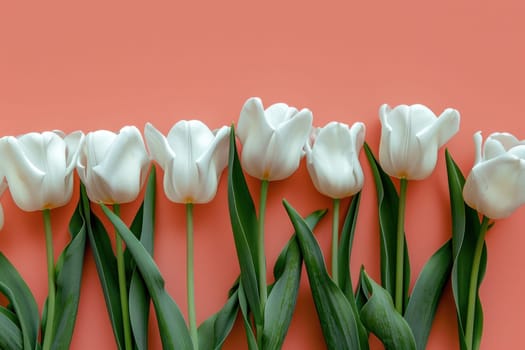 Spring bloom fresh white tulips on vibrant pink background with lush green leaves, top view flat lay concept