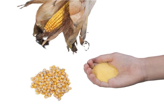 cob with some corn seeds and flour  on a transparent background