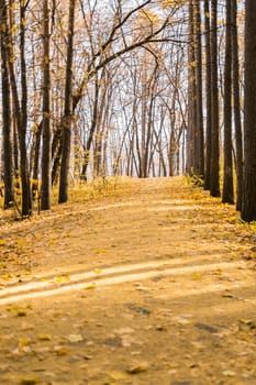 Autumn forest road in autumn leaves background. Season and fall. Copy space and empty place for advertising