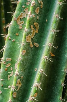 Cereus hildmannianus aka Queen of the night cactus close up texture