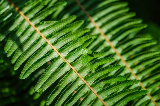 Nephrolepis cordifolia aka Ladder fern, or tuber ladder fern close up