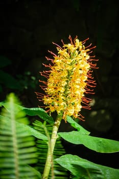 Hedychium gardnerianum aka the Kahili ginger, Kahila garland-lily or ginger lily flower close up