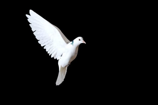 white dove flies on a black background,sacred bird
