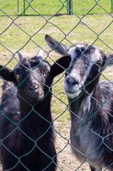 Two black goats behind the fence on the farm