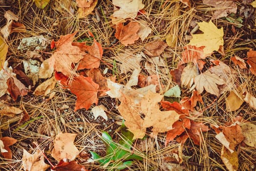 Autumn colorful leaves in fall on ground. Maple leaves. Nature background.