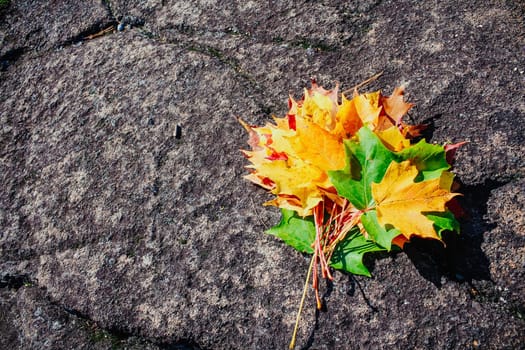 Autumn colorful fall leaves on ground. Maple leaves. Nature background.