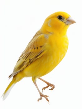 Close-up image of a vibrant yellow canary perched gracefully on a branch, isolated on a white background, showcasing its delicate feathers and peaceful demeanor