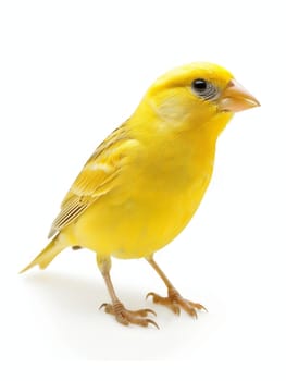 Close-up of a bright yellow canary in profile against a white background, showcasing its delicate features and vibrant plumage