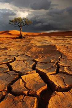 Lonely tree in the heart of the arid desert with stormy sky in the background