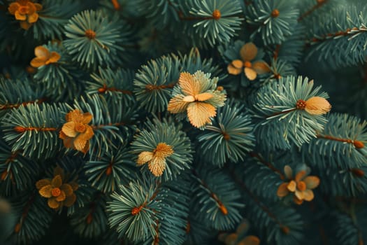 Close-up of spruce branches. Background of spruce branches.