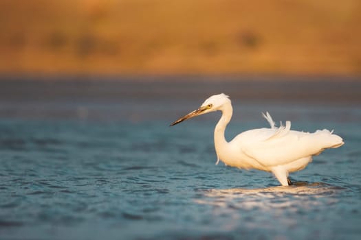 bird in the water, heron at the time of hunting, wild nature