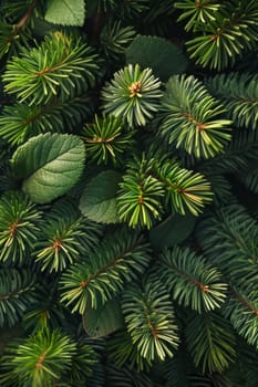 Close-up of spruce branches. Background of spruce branches.