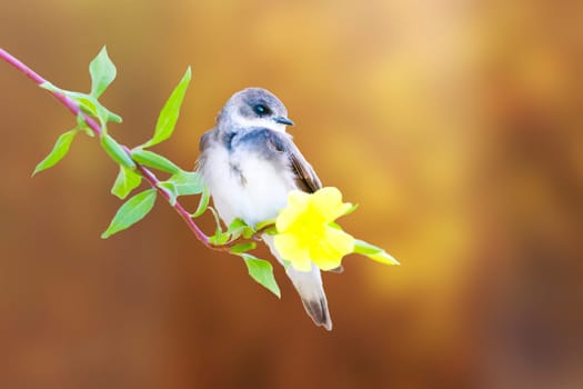 bird sitting on on a flower in the sunset rays, wild nature