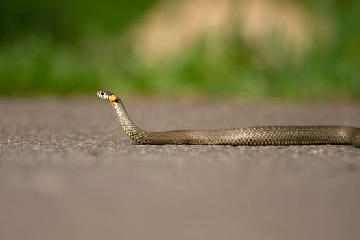 snake crawls along the road, wild nature