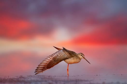 yoga performed by a bird, a sandpiper, at sunrise,wild nature