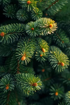 Close-up of spruce branches. Background of spruce branches.