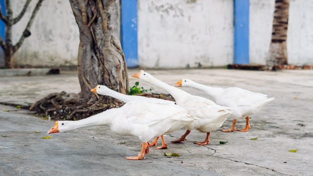 Several white geese walking together in small city. Craned necks. Summer mood, live close to domestic farm animals. Funny group of friends.