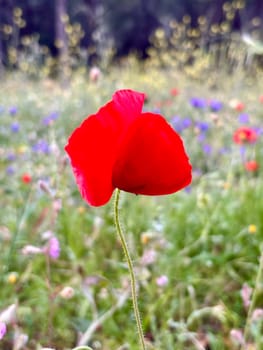 A single red poppy in a field of wildflowers. High quality photo